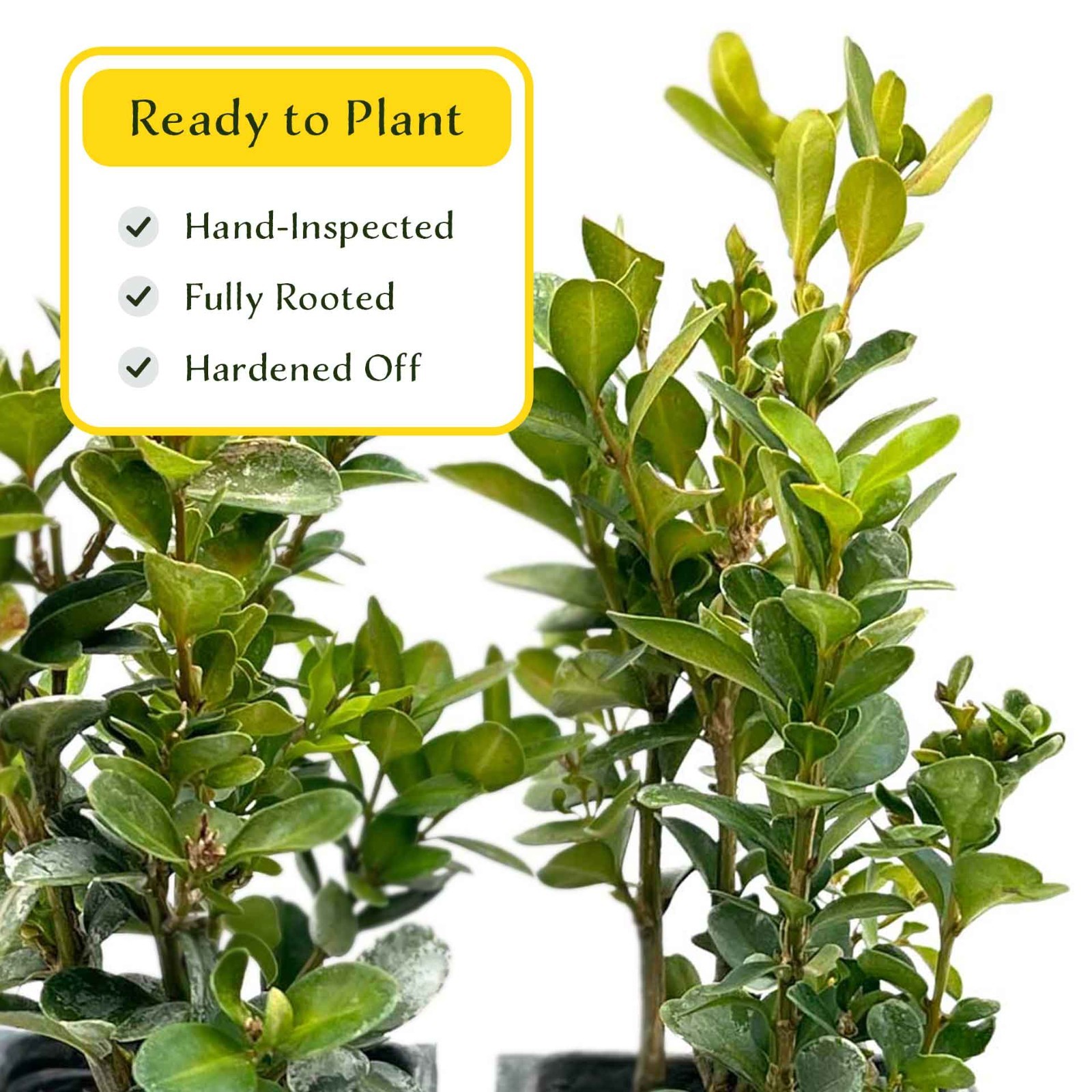 2 Highlander Boxwood Plants in 3.5″ Cube | Dense Evergreen Privacy Shrub (Buxus)