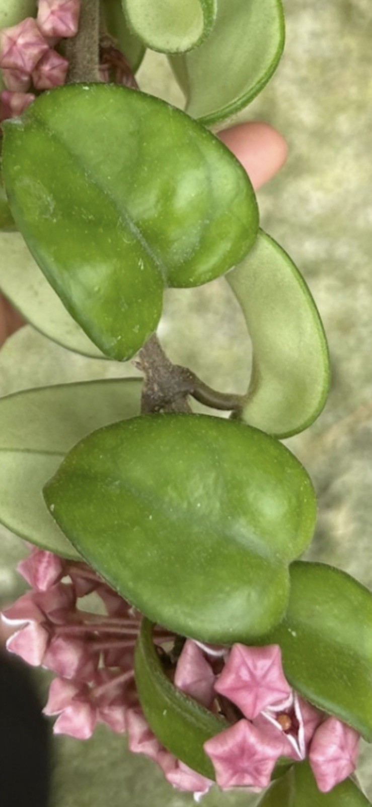 hoya hindu rope Well rooted Plant