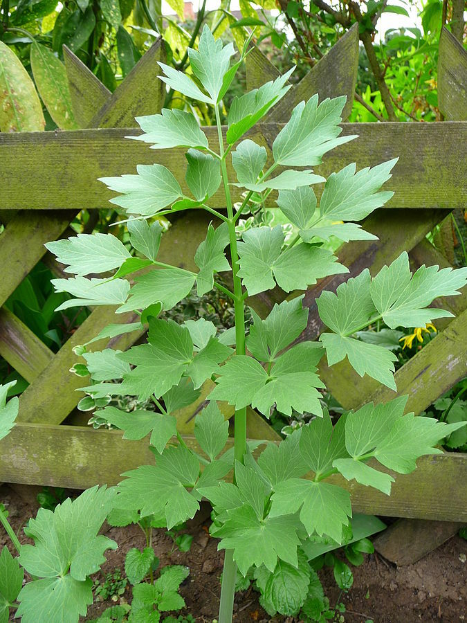 400 Lovage seeds Levisticum officinale