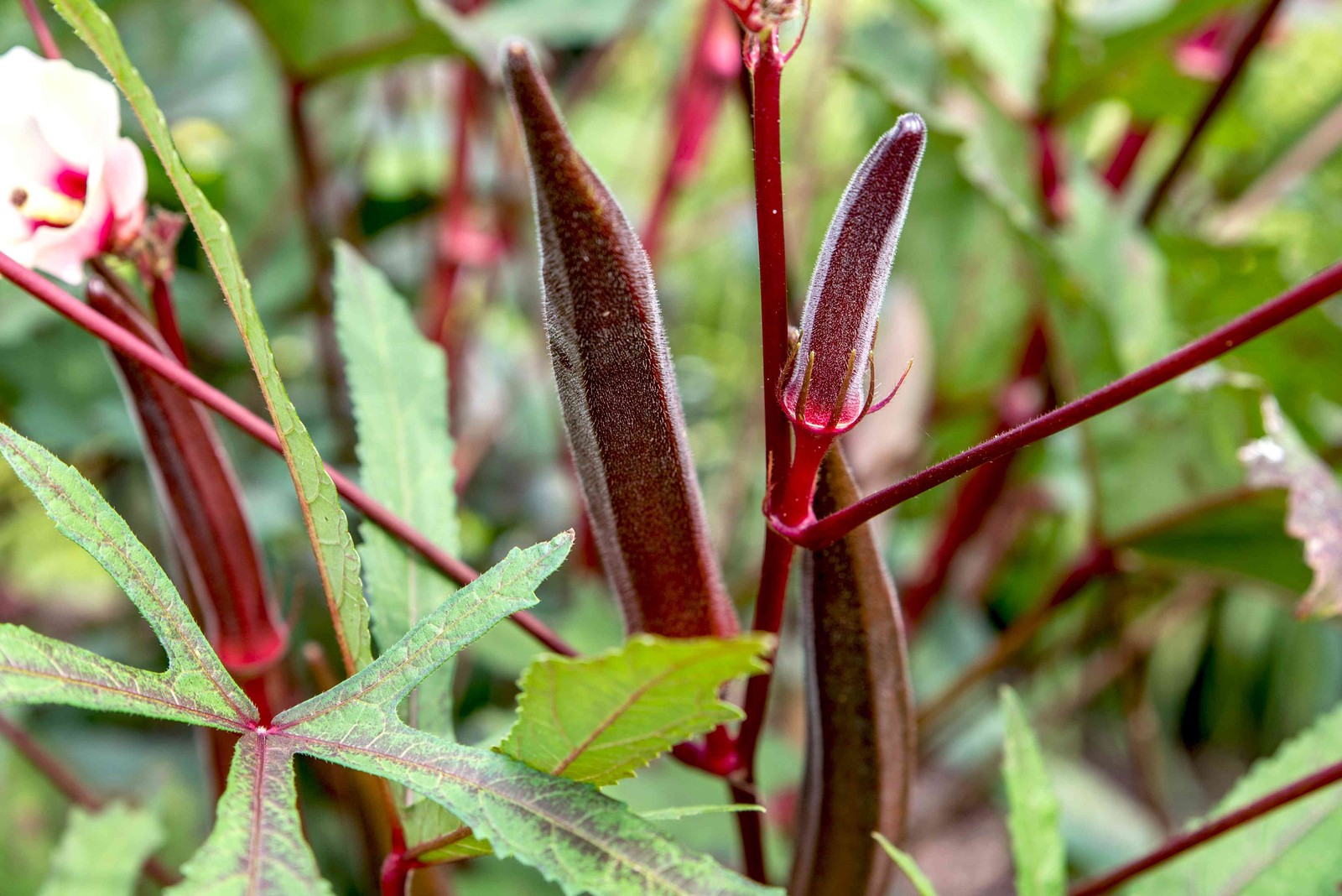Burgundy Red Okra Seeds | Clemson Spineless Pink Fire Candle Vegetable Seed 2024