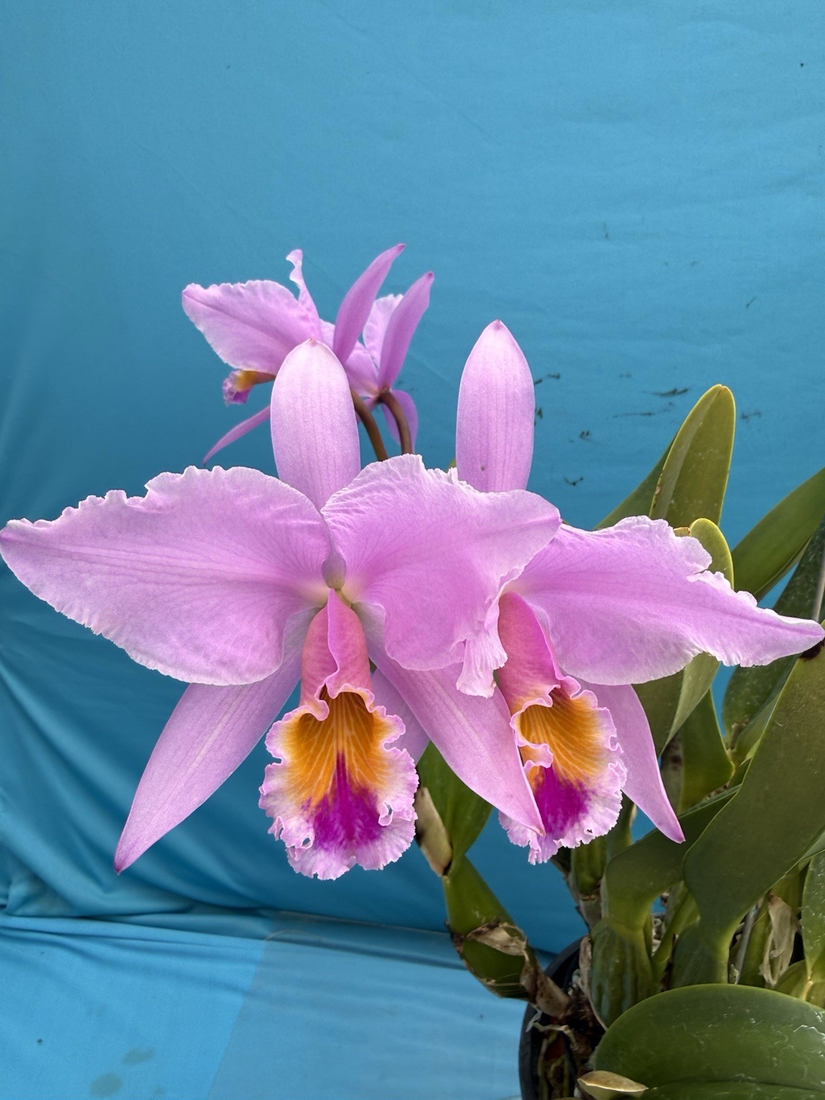 Cattleya gaskelliana ‘Elena’ X Self Species Orchid Eros 10” Pt 2 Sheaths + Bloom