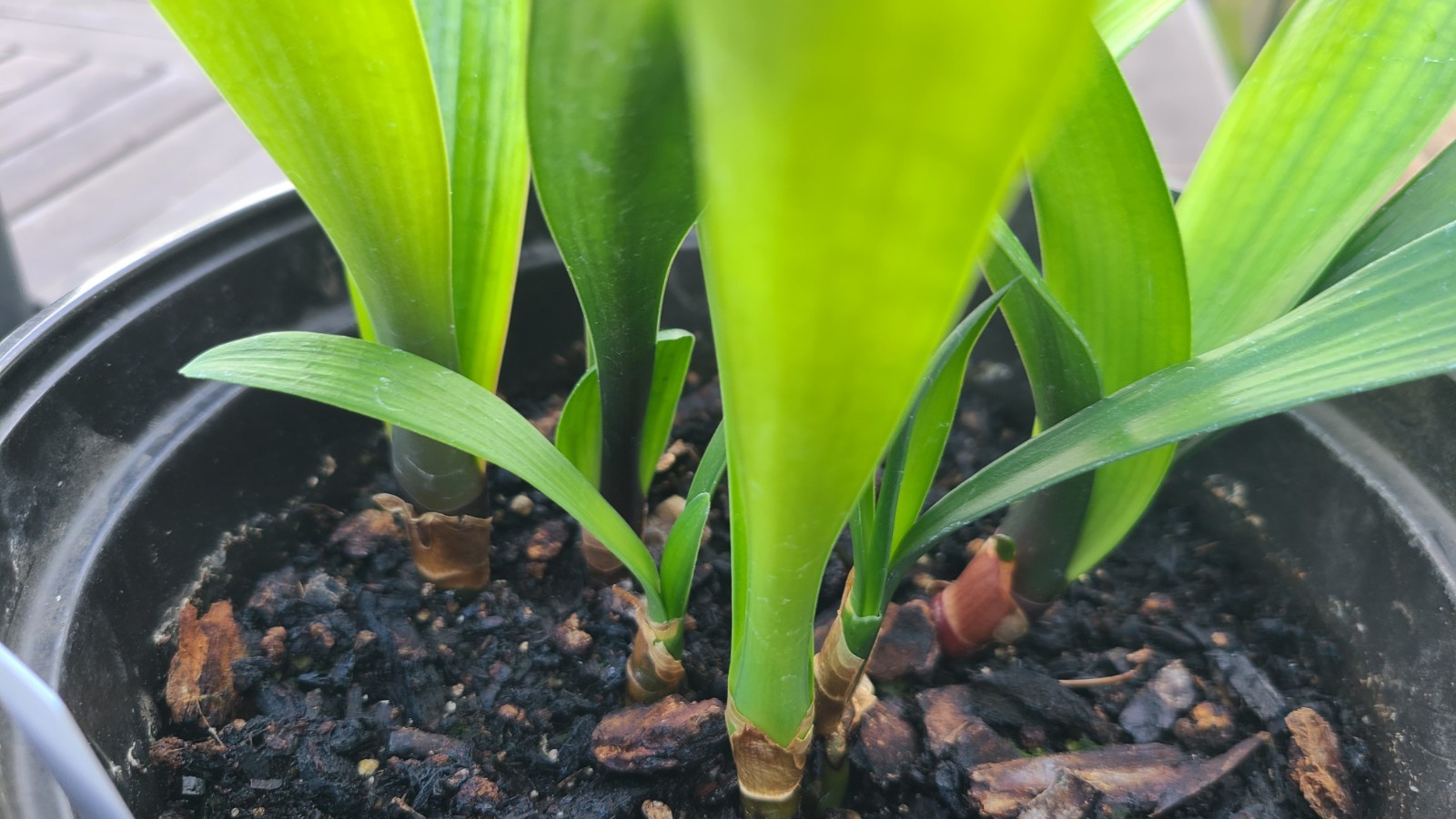Clivia interspecific Pink Green Throat X Blazing Sun