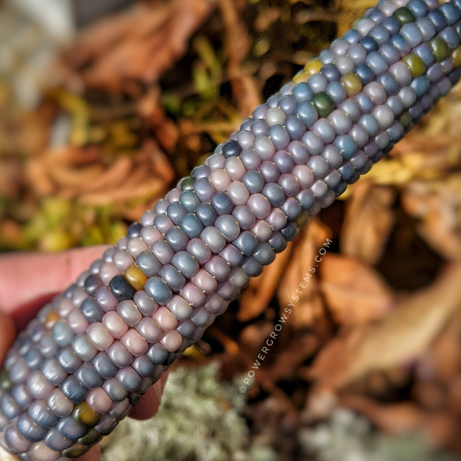 Glass Gem Corn Seeds (100+ seeds) Organic USA Grown