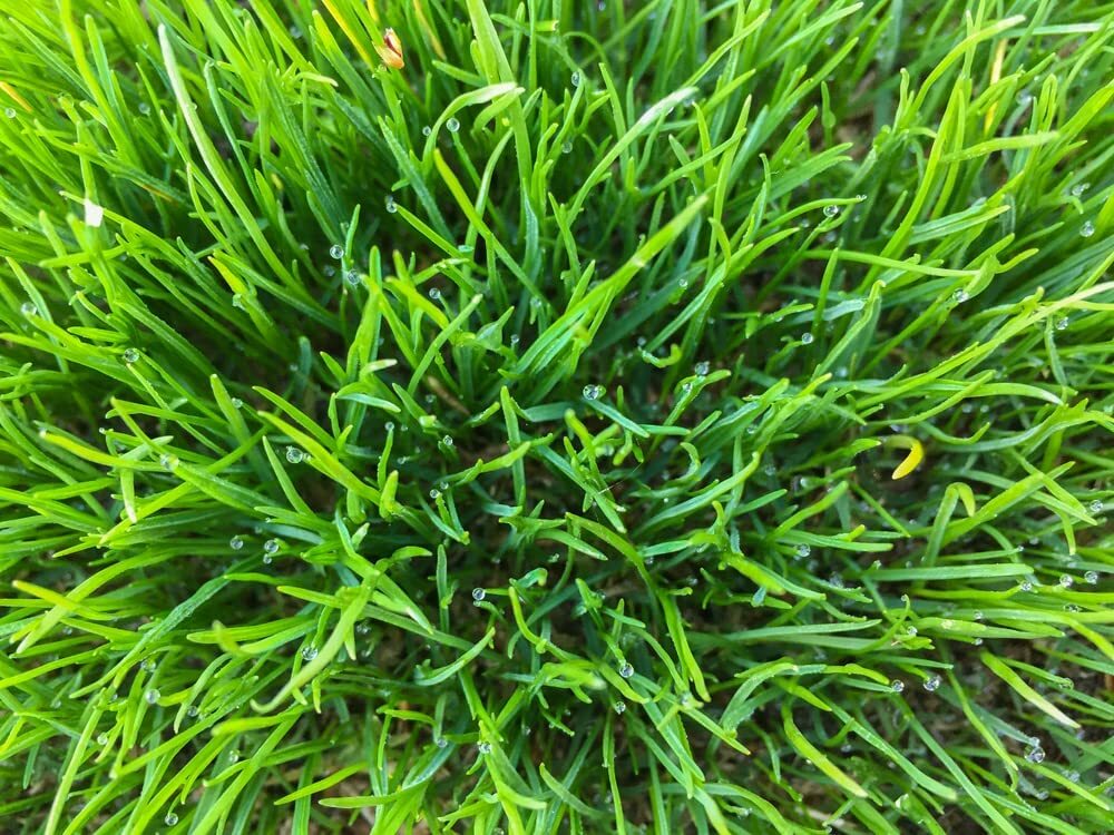 4 Pounds Rye Berries High in Fiber and Iron Made in USA
