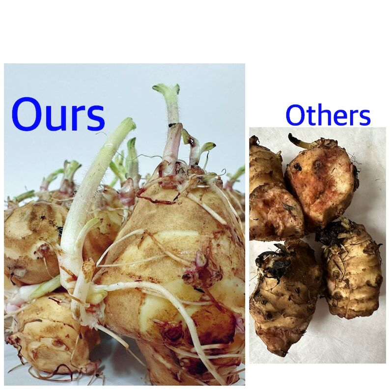 Sprouting Jerusalem Artichoke/Sunchoke – Individual Tubers For Planting