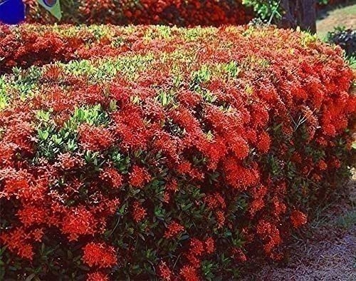 Ixora Taiwanese Red | 3 Gallon | Ixora coccinea | Low Maintenance | Hardy Plant