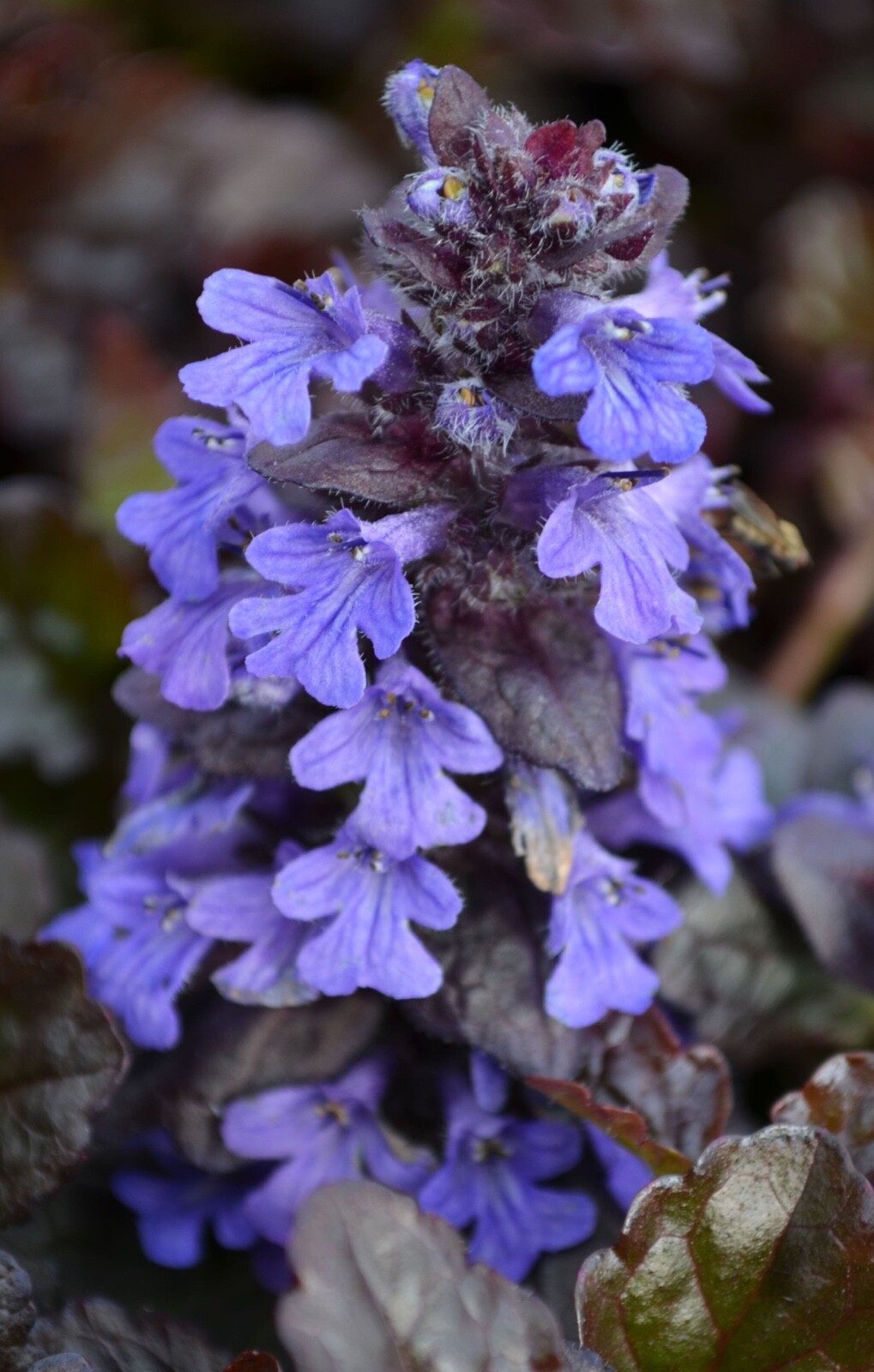 Ajuga Black Scallop 15 Plants in 3-1/2 inch Pots