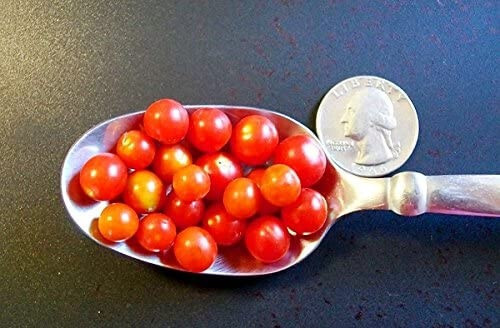 World’s Smallest Tomato 25 – 2000 Seeds – Dwarf Red Currant Productive heirloom
