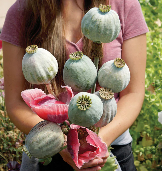 Poppy DELUXE GIANT & DRAMATIC MIX Huge Pods Pollinators Non-GMO 1000 Seeds