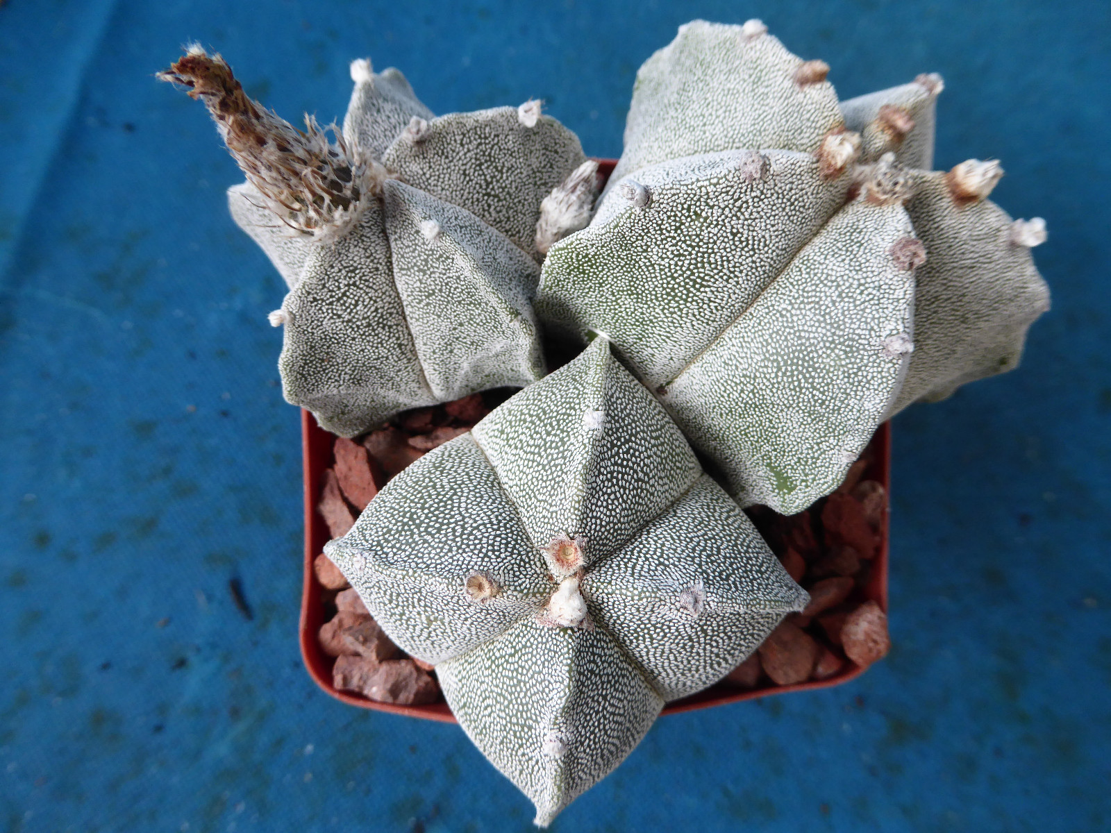Astrophytum myriostigma THREE (3!) Plants 2 Regular, 1 Quadricostatum 3.25″ Pot