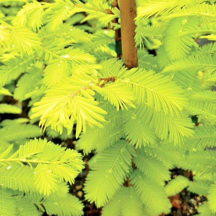 20 GOLD RUSH DAWN REDWOOD SEEEDS – Metasequoia glyptostroboides ‘Ogon’