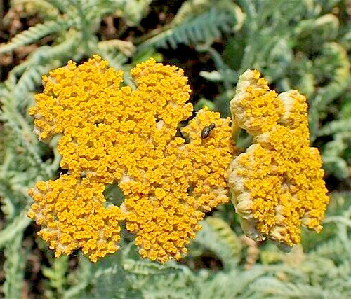 ACHILLEA CLYPEOLATA Seeds *FREE Shipping!* Yellow Yarrow Bulk Herb Flower Seeds