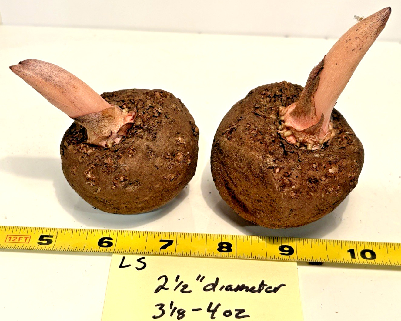 AMORPHOPHALLUS KONJAC ‘Leo’s Song’ 1 Dormant Bulb (Voodoo Lily) Arisaema