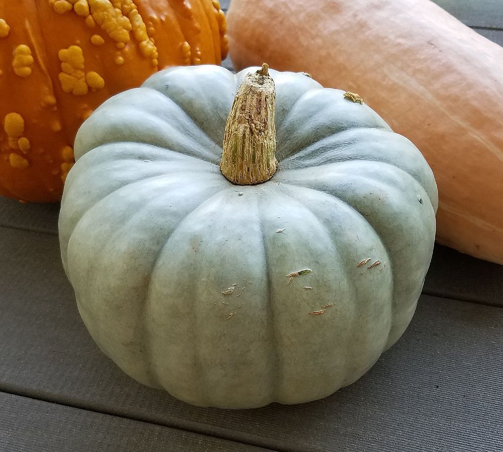 10 Seeds, Heirloom JARRAHDALE Pumpkin Seeds E170.2, Winter Squash Long Keeper
