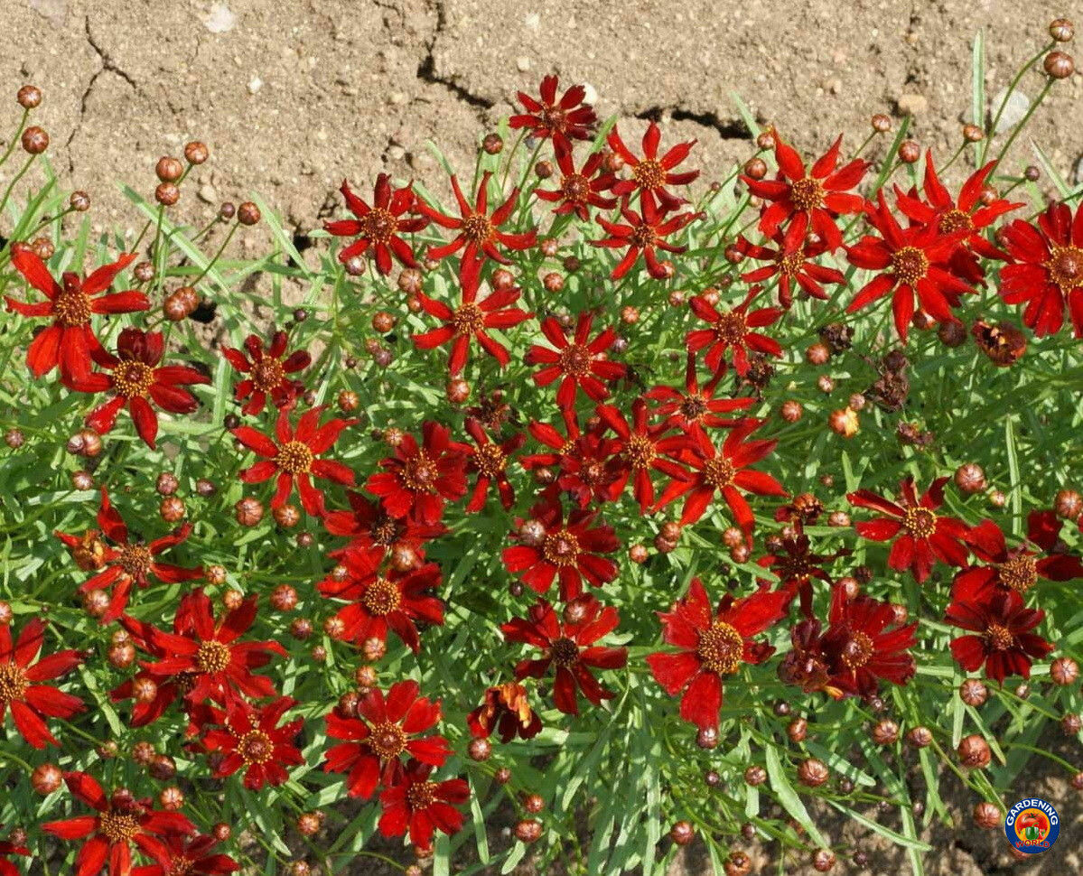 Red Dwarf Plains Coreopsis Tinctoria Wildflower Seeds (500 to 100,000 SEEDS)