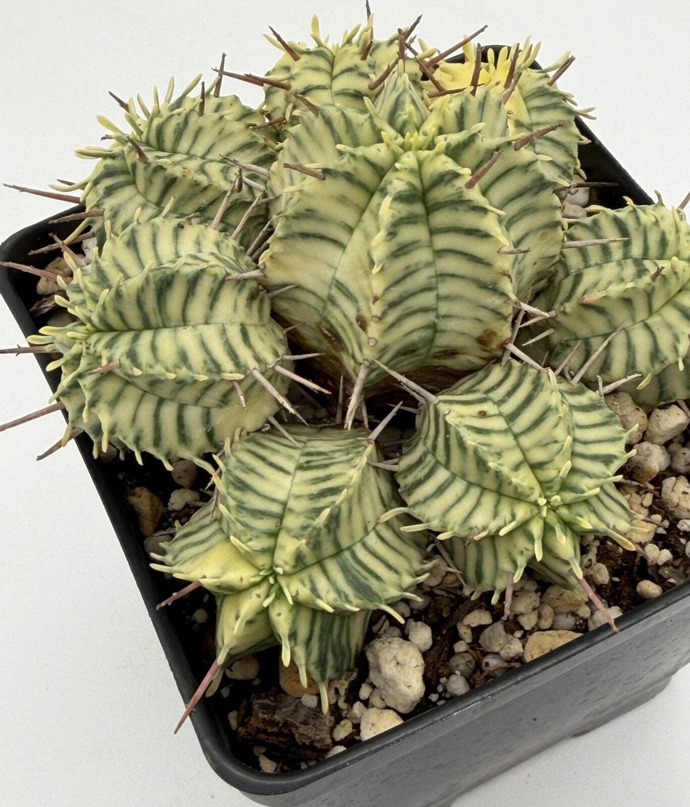 Euphorbia Meloformis Variegated Super Healthy In 4.5 Inch Pot- Multi-Head Plant!