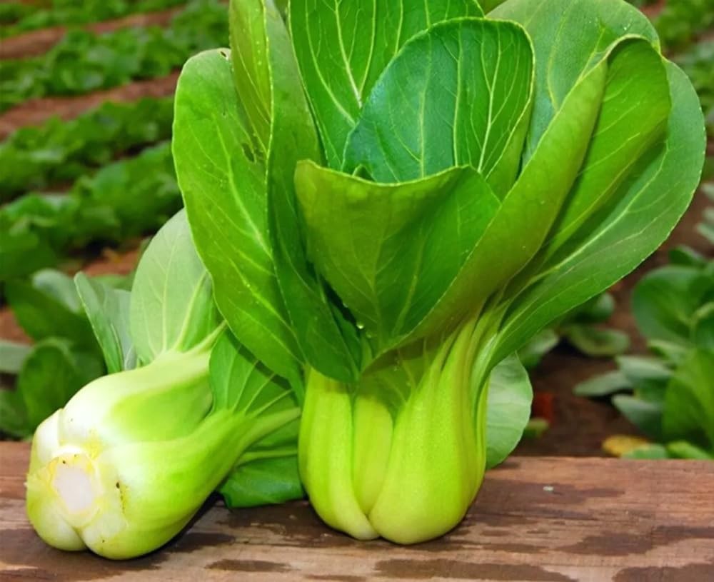 500PCS Baby Pak Choi Seeds Bok Choy Chinese Cabbage Non-GMO Heirloom