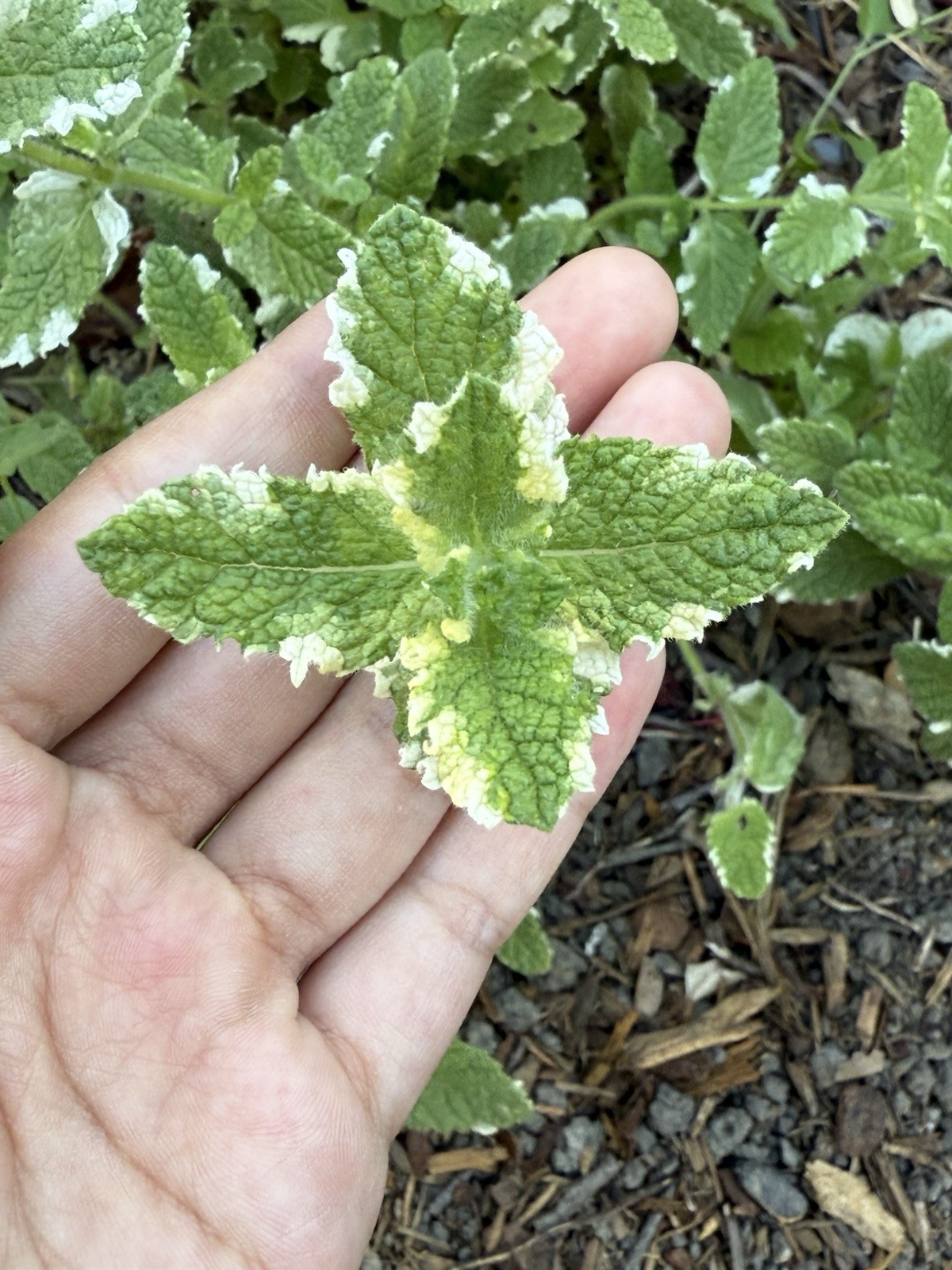 Fresh and Organic Chocolate Mint, Pineapple Mint, and Orange Mint