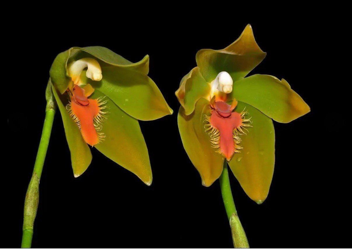 Sudamerlycaste priscilae BS Green Orange Orchid Species Tall Flowers 4” Pot