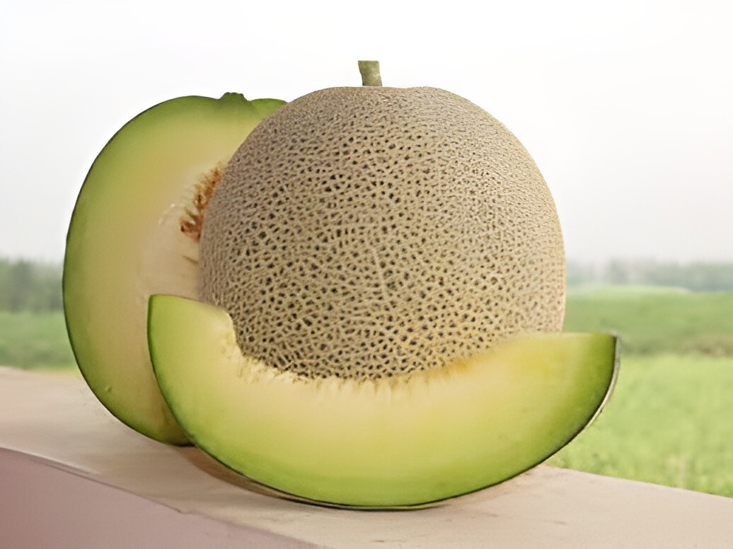 40 Heirloom Green Nutmeg Melon Seeds – Green Flesh, Insanely Sweet Unique Flavor