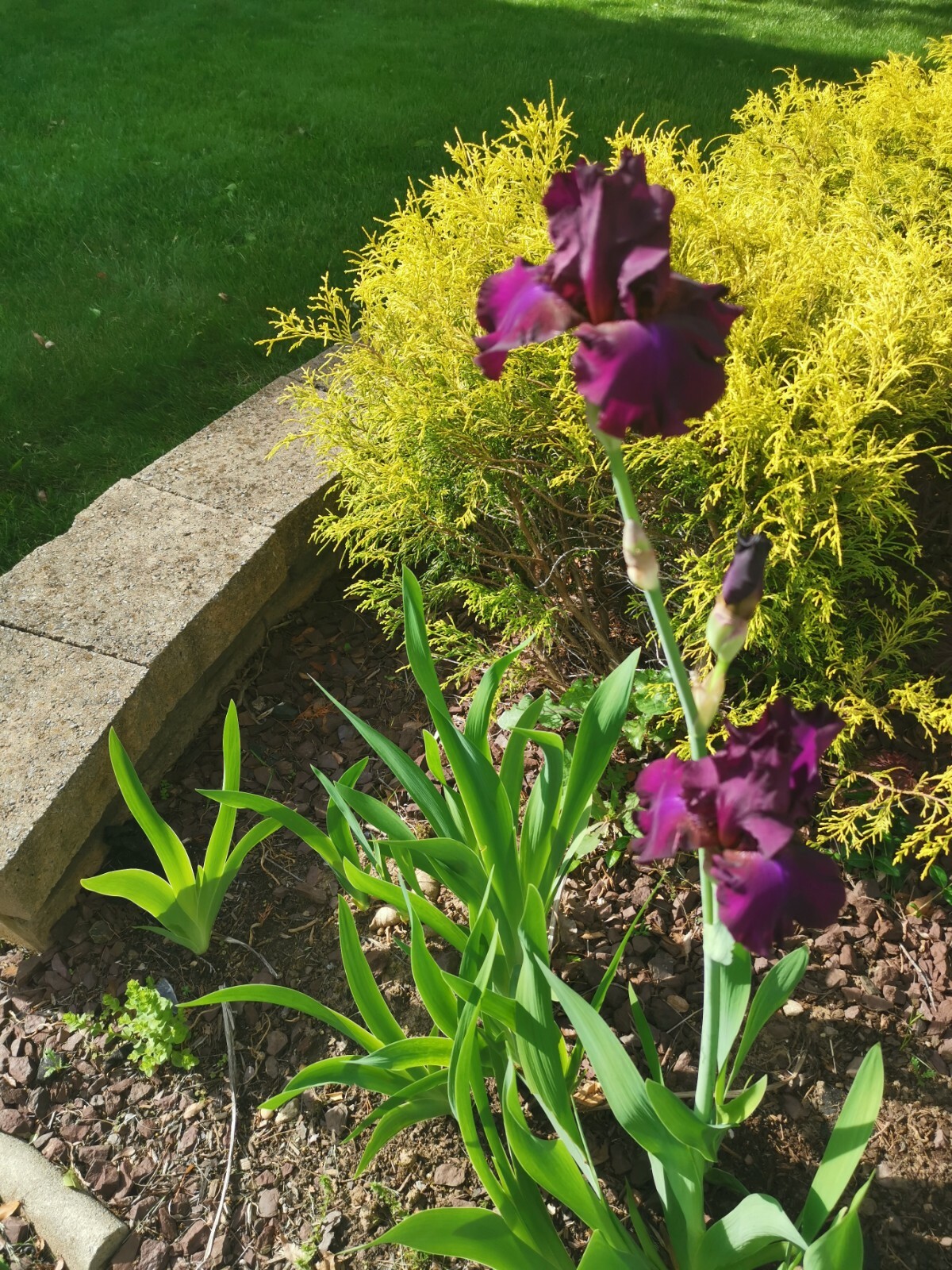 4 IRIS BULBS w/roots READY TO PLANT, Rare Vivid Purple Color