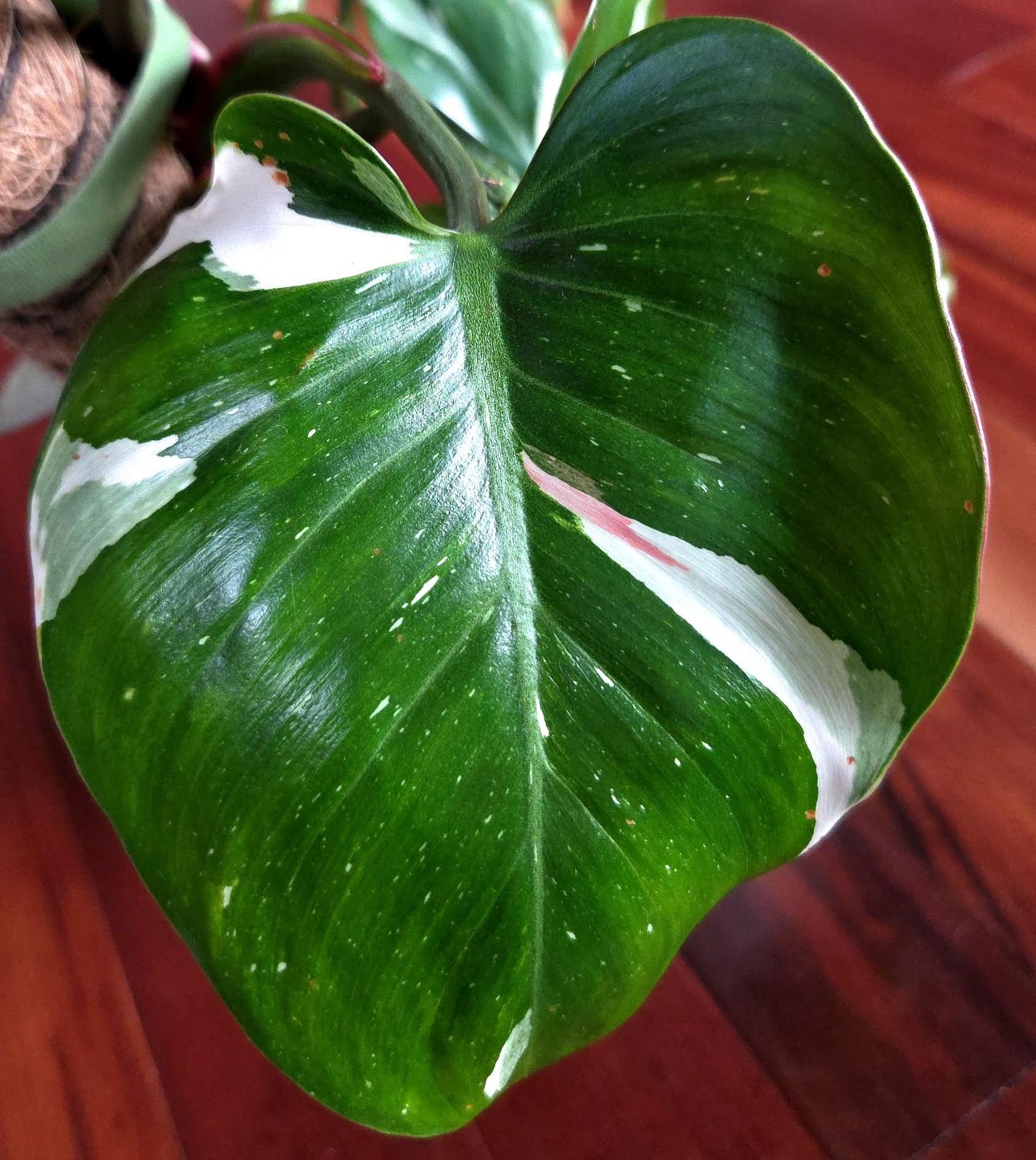 Rare Philodendron White Princess Tricolor 25″ Tall w/ Pups Not Aroid Anthurium