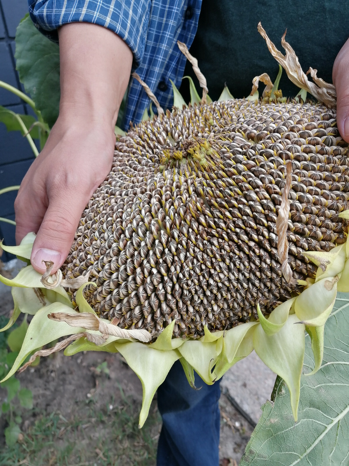 20 Mammoth Grey Stripe Giant Sunflower Seeds Helianthus annuus, for Bees & Birds