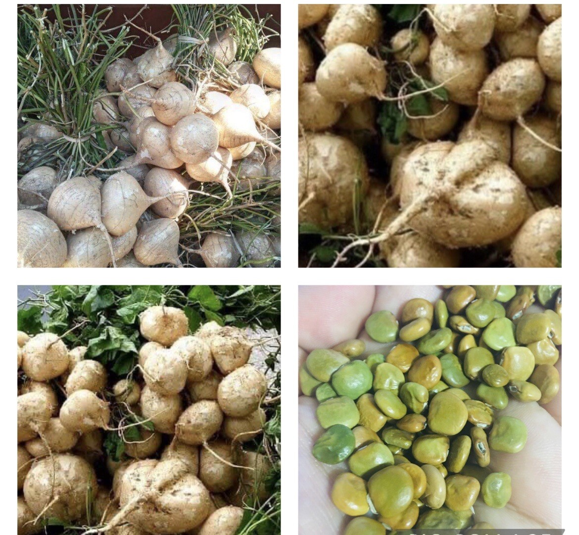 20 Packets Asian Vegetable Seeds for Planting. NON GMO. Grow your own food!