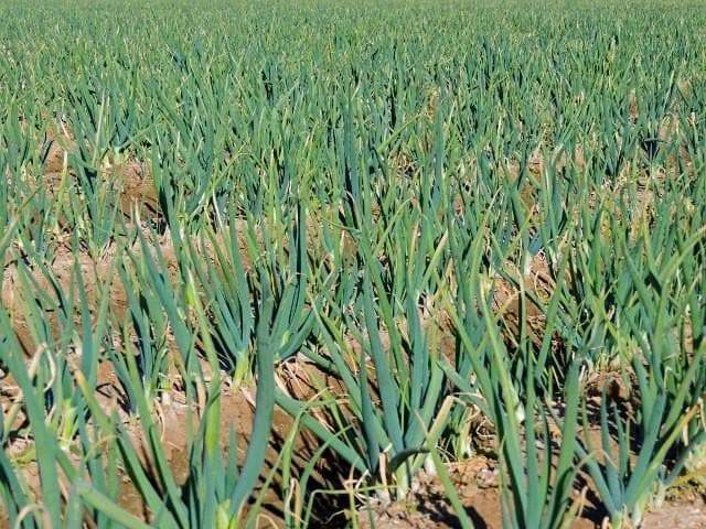 Tokyo Long White Bunching Onion Seeds, Scallions, NON-GMO, FREE SHIPPING