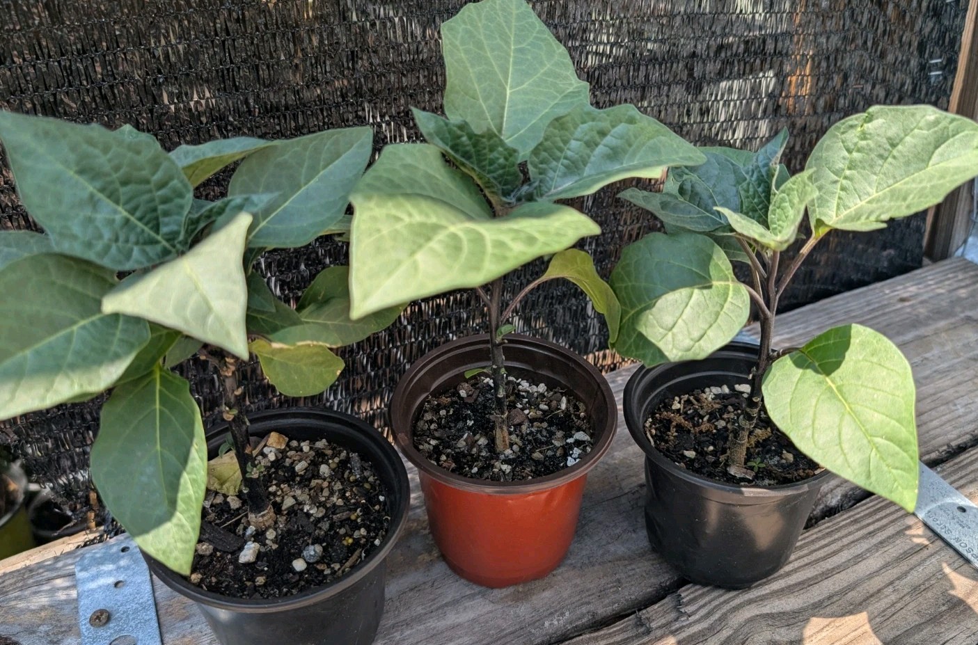 2 x Double Purple Devil’s Trumpet Live Rooted Plants Datura metel Plant