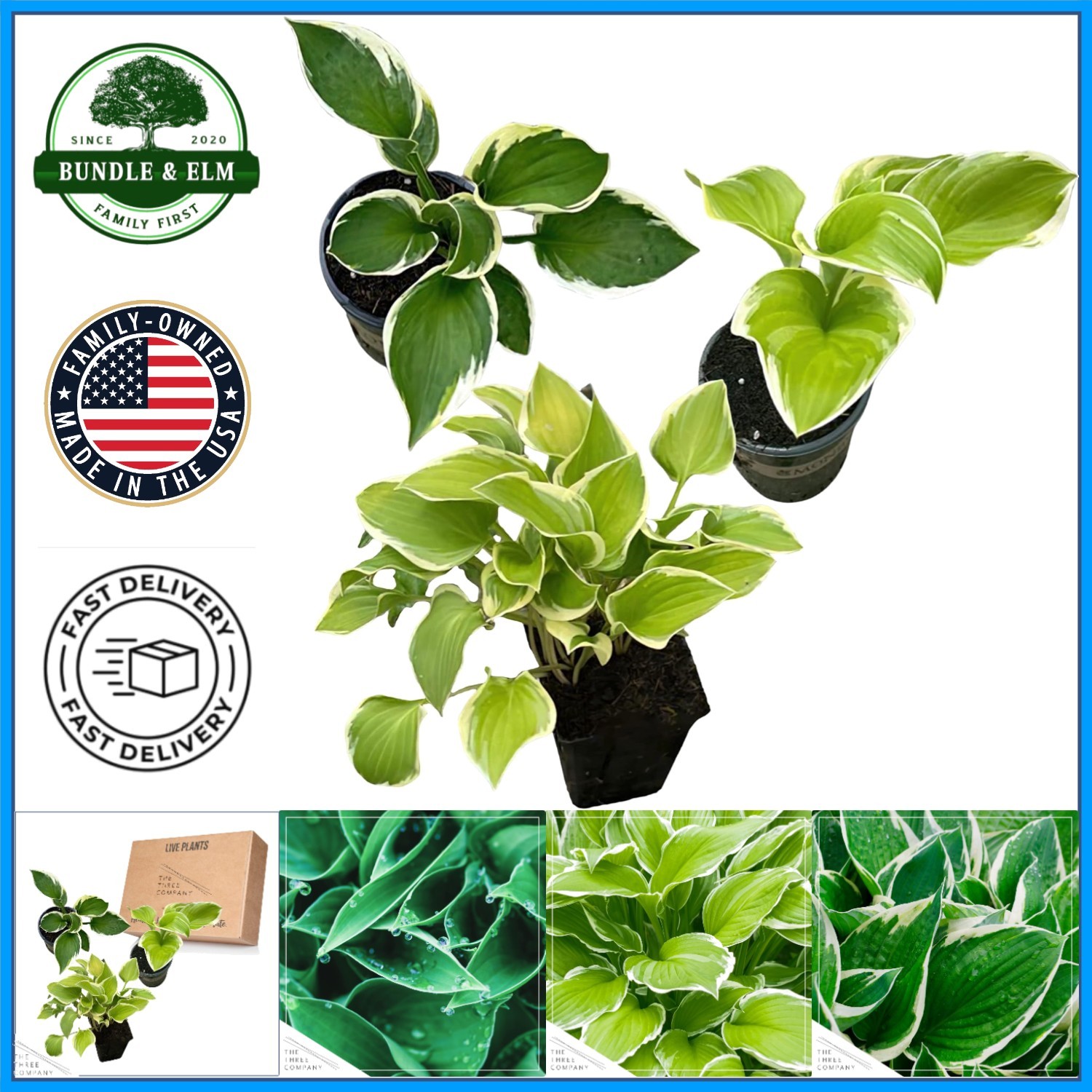 Assorted Hosta Perennials, 3 Plants in 1 Qt Pot, Ideal for Well-Draining Soil