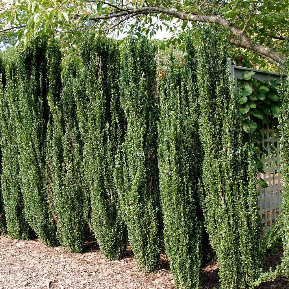 Sky Pencil Holly Plant Japanese Evergreen Shrub Live Privacy Hedge 2.5 Qt Pot