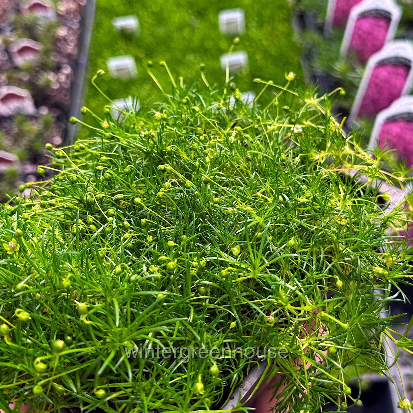 Sagina subulata, Irish Moss Ground Cover, Container Size: 4x 2.63×1.72×2.75″