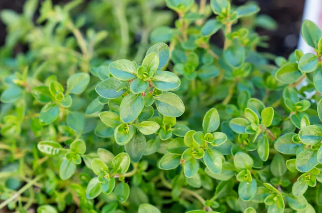 2 Live English Thyme Plants – 3–6″ Tall – Aromatic Culinary Herb – Ships No Pot