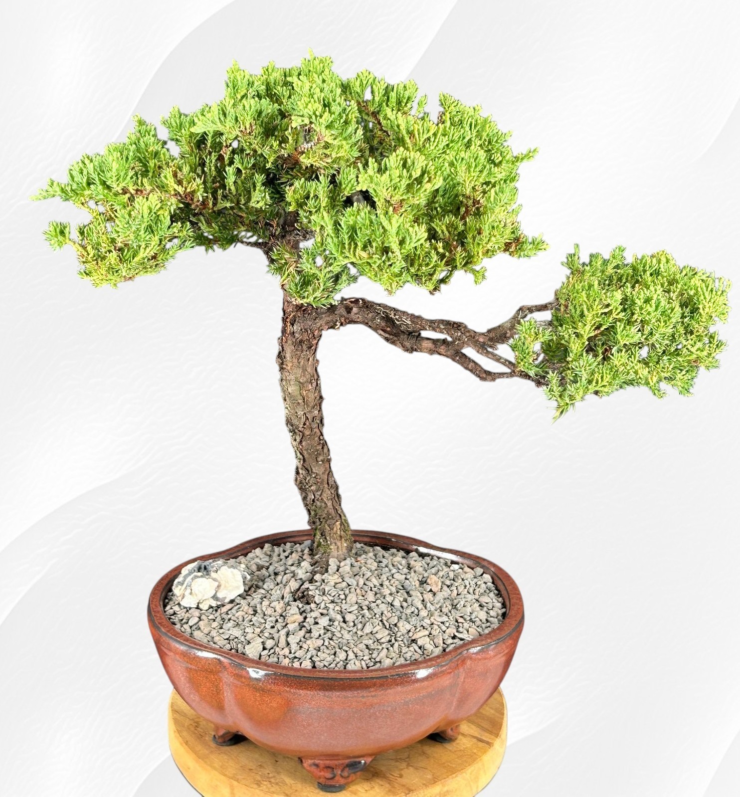 Trained Juniper Bonsai Tree 15″H Outdoor Finished Juniper Procumbens Nana Plant