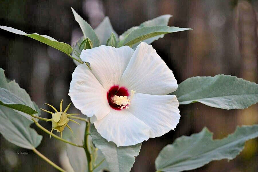 30 WHITE SWAMP ROSE MALLOW SEEDS ( with red center ) – WILD HIBISCUS