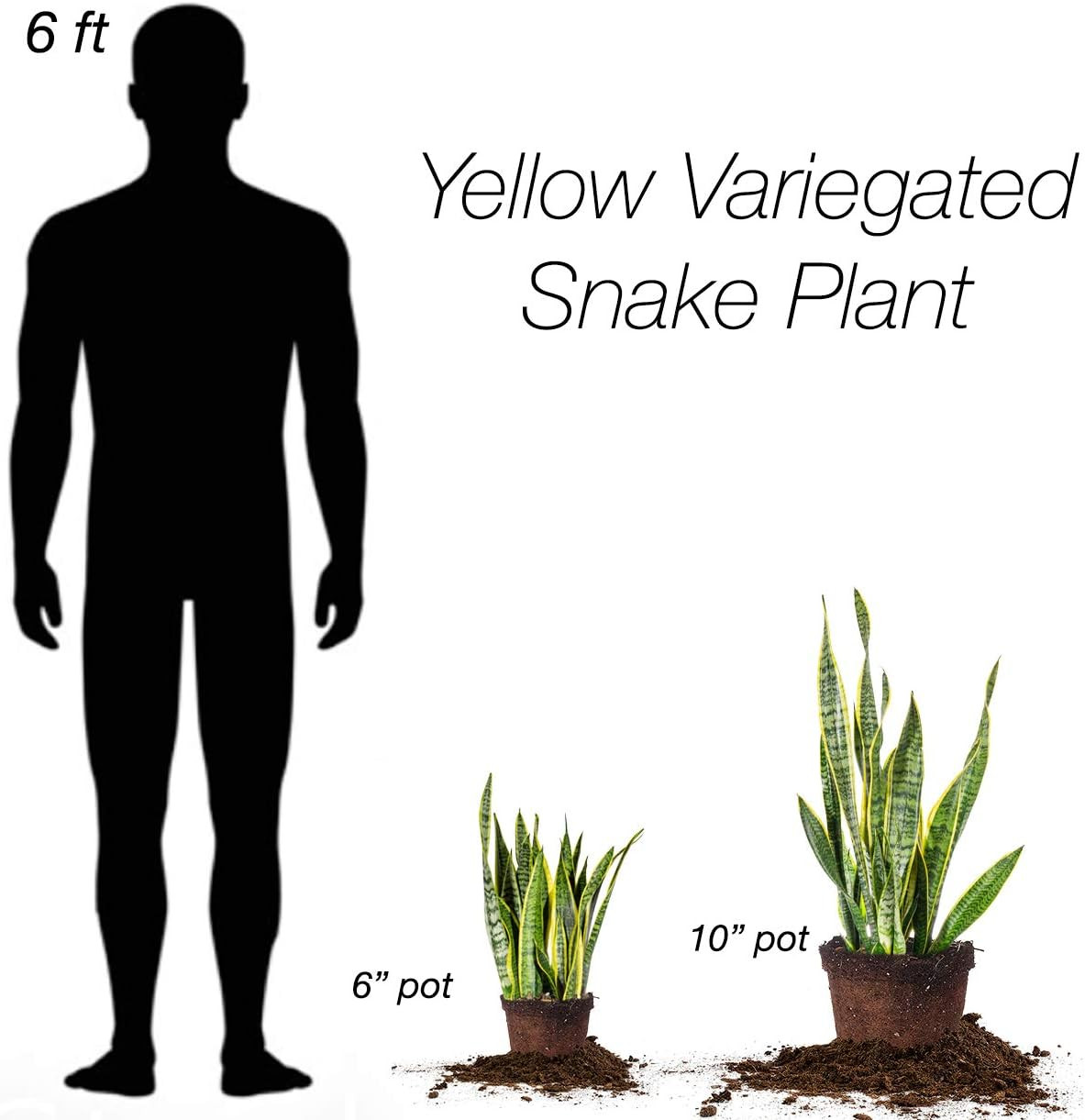 16in Snake Plant (Sansevieria Trifasciata Laurentii)