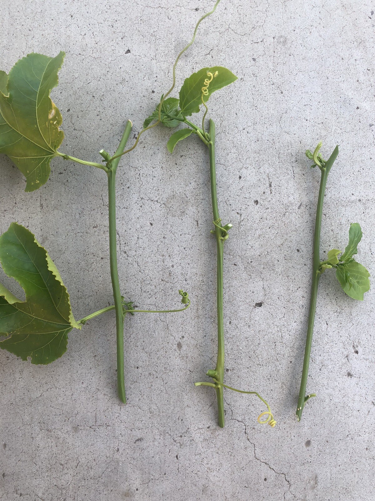 3 Passiflora Edulis Fresh Cuttings Vine Plant Passion Fruit Plant No Root