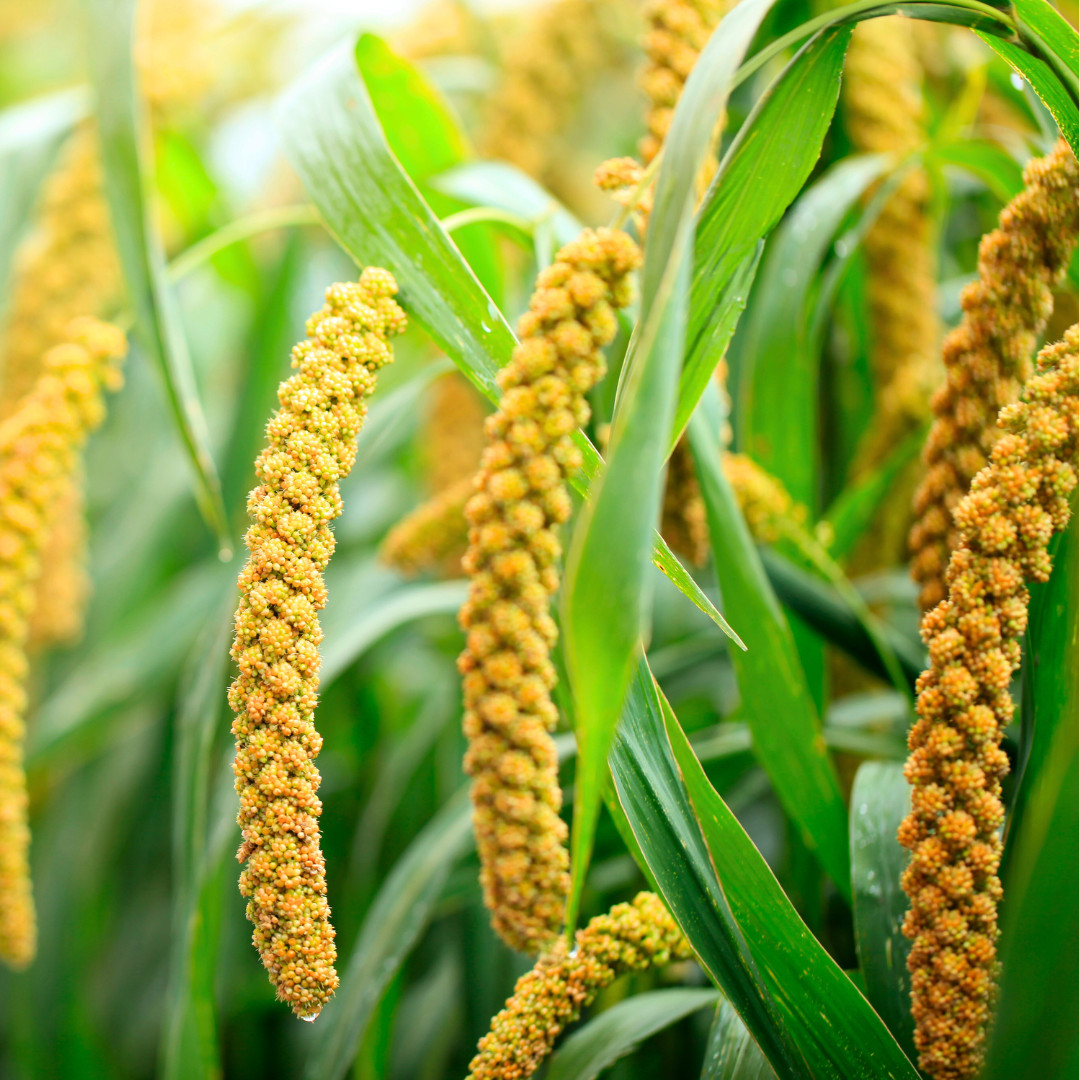 Fresh Foxtail Millet Seeds | Fast Growing | Heirloom Non-GMO | Grain Seeds