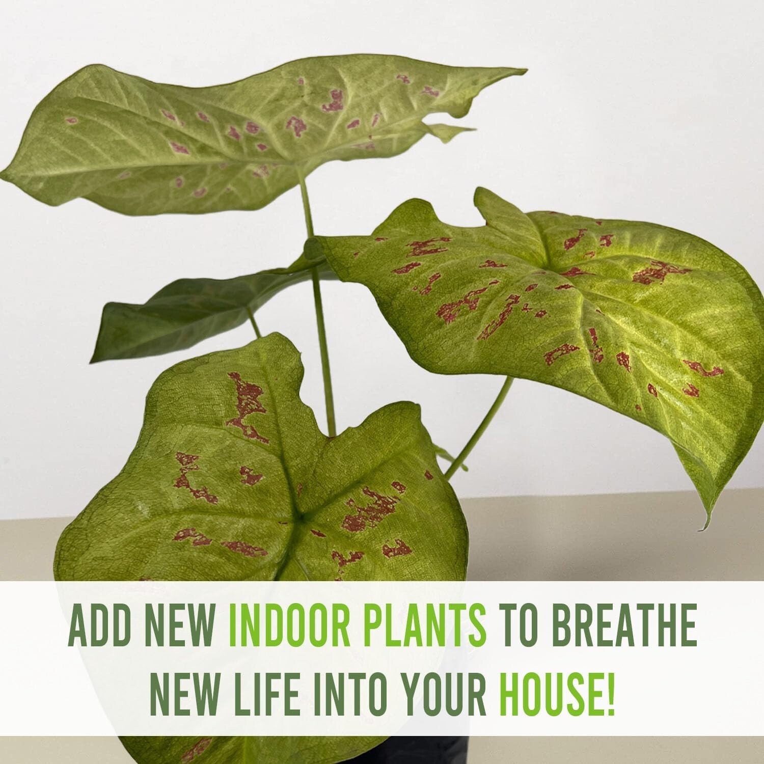 Caladium Limelite Fancy (2-Pack) by LEAL PLANTS ECUADOR – Pink Symphony Bulbs