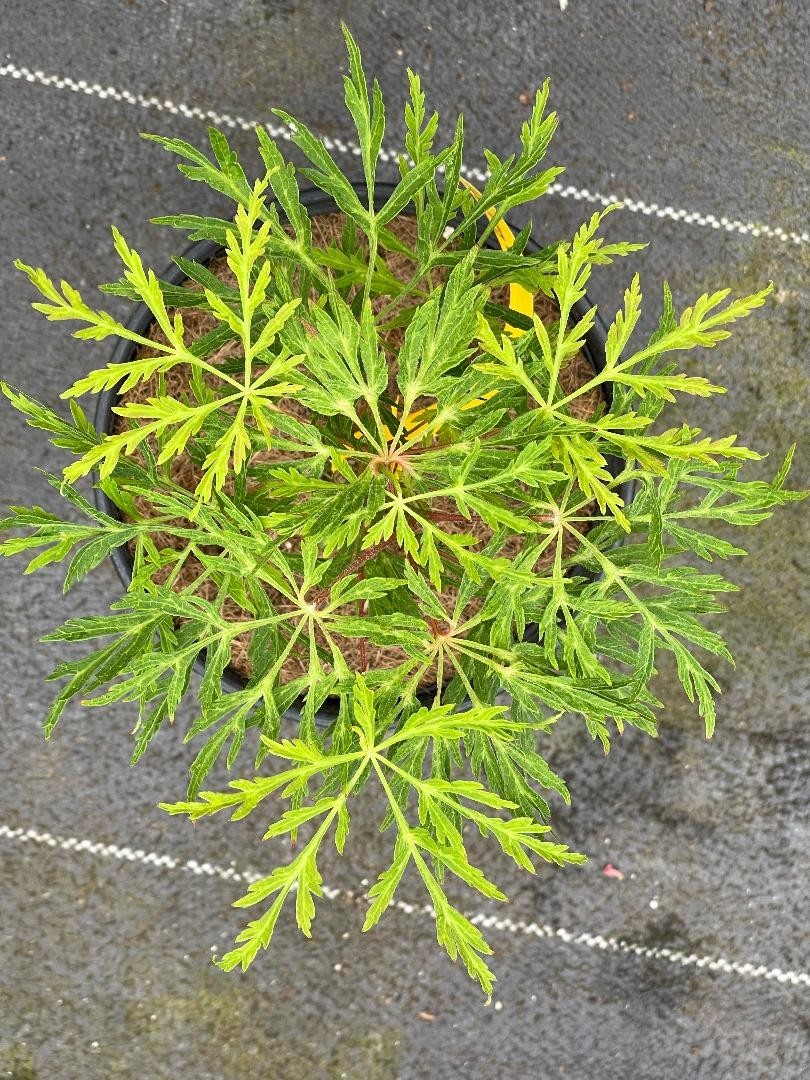 Acer japonicum ‘Fairy Lights’ (Fairy Lights Japanese Maple) one-gallon