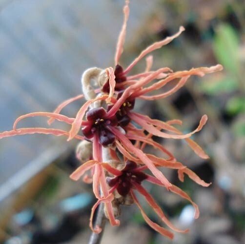 10 FIRE CHARM WITCH HAZEL SEEDS – Hamamelis x intermedia