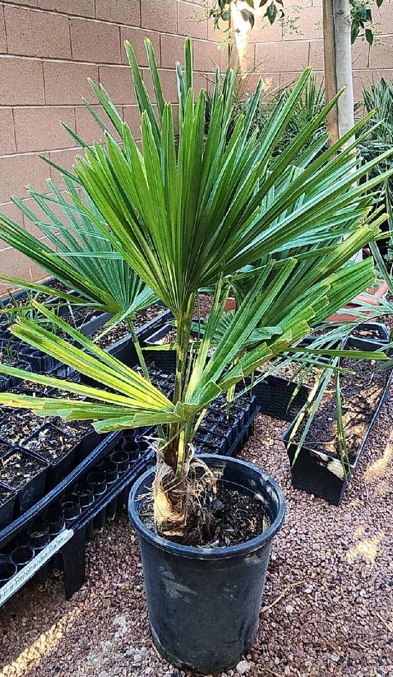 Windmill Palm Tree Seedlings / Plant, 32″ – 38″ Inches Tall, 1 (One) 5 Year Old