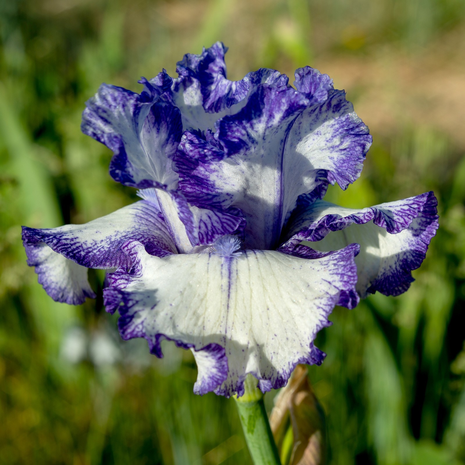 **INK PATTERNS** Tall Bearded Iris. Pre-Order, Combined Shipping: Jul – Sep