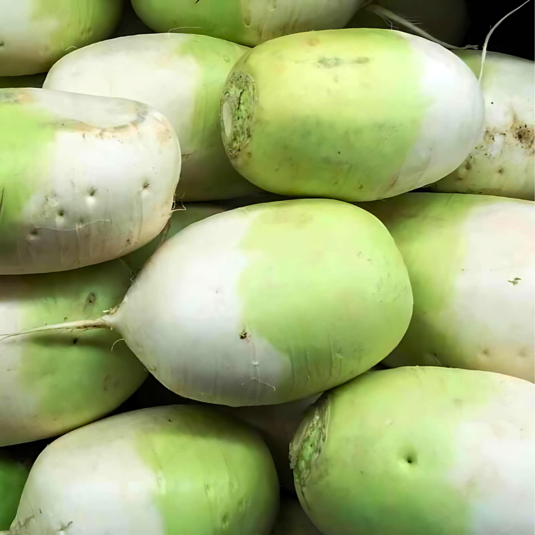 Fresh Korean Radish Seeds | Cheong Du | Heirloom | Non-GMO | Asian Vegetables