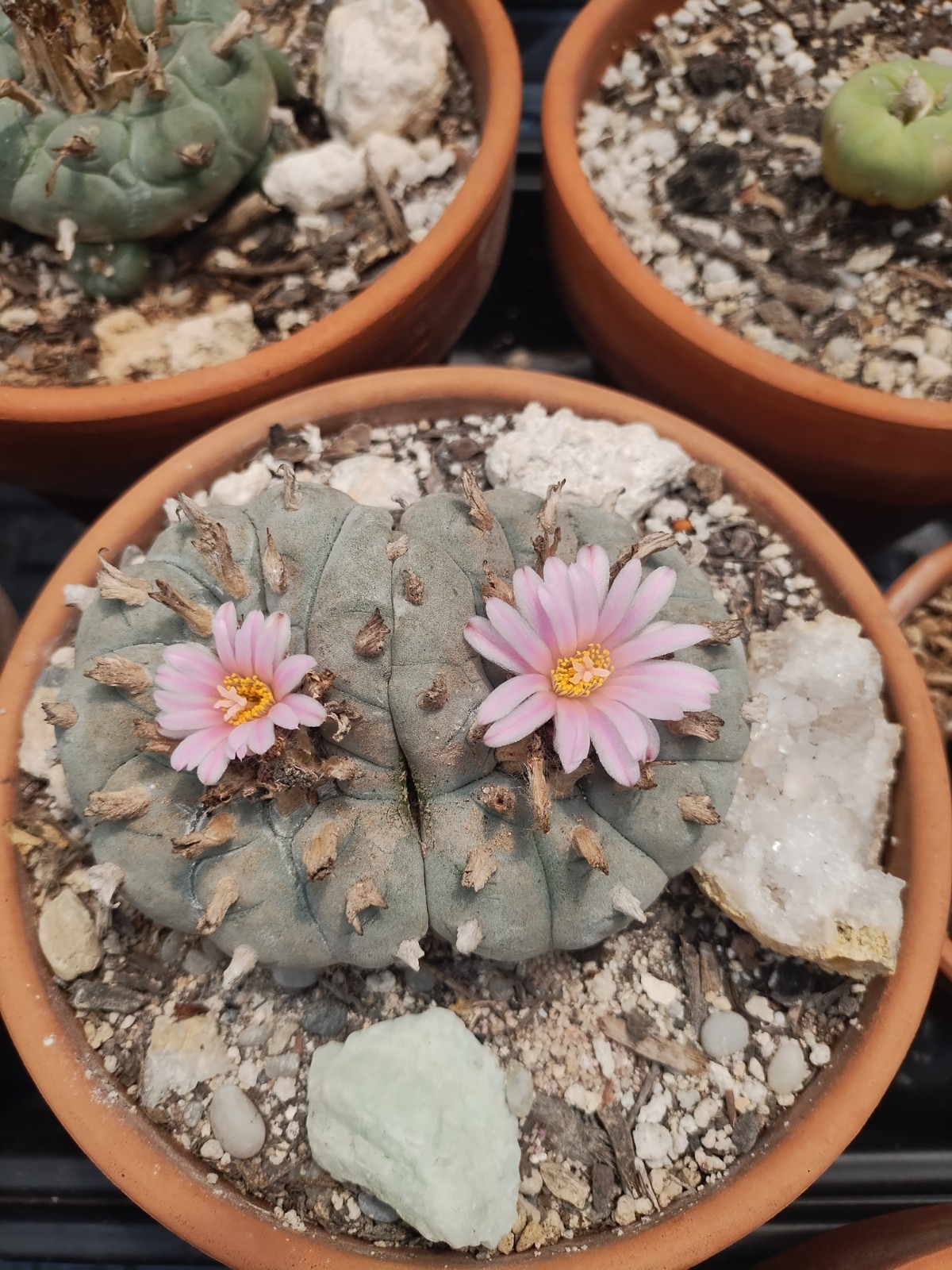 Cactus And Succulent Pesticide, Safe For People And Pollenators. Starkle G