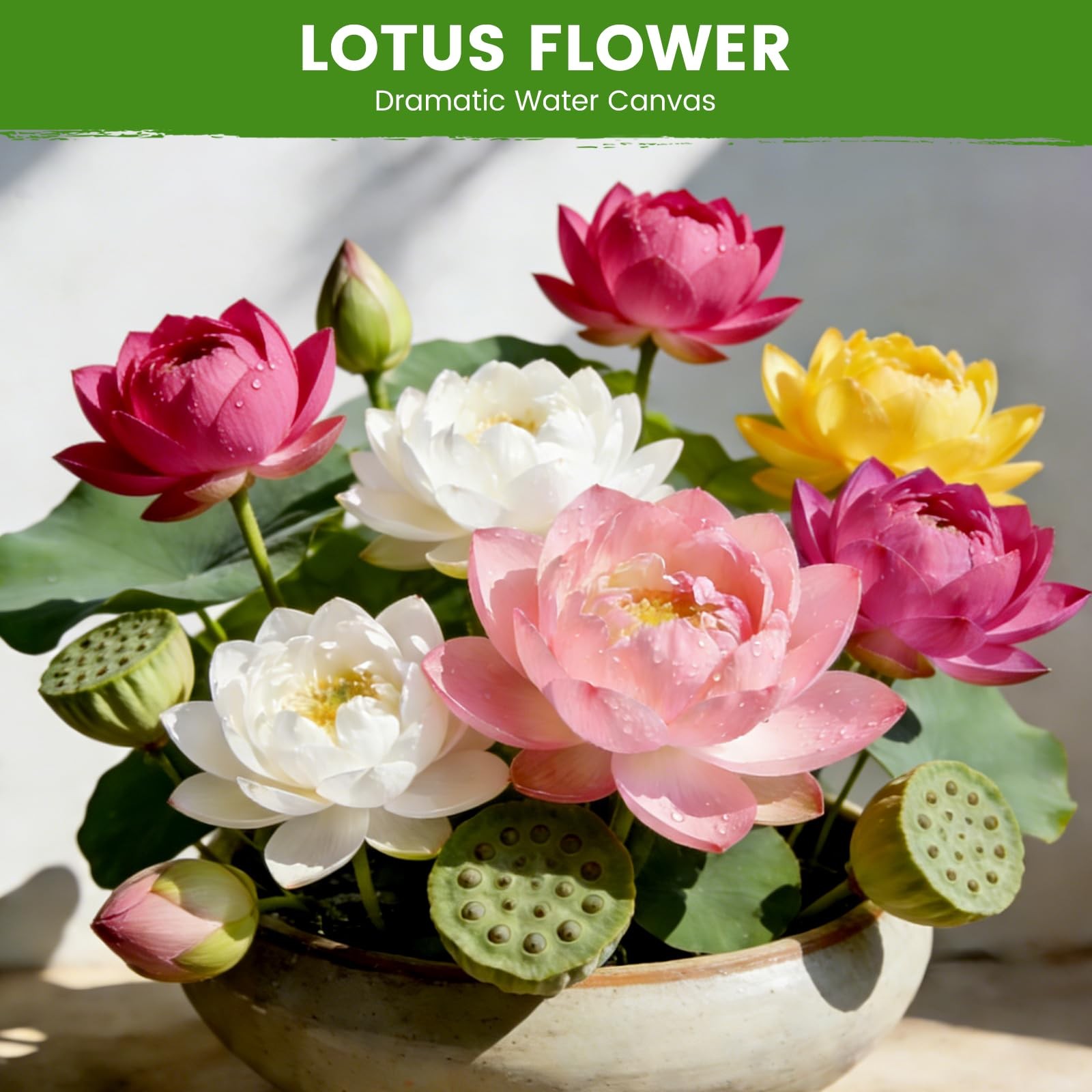 60 PCS Lotus Seeds for Planting in Water – Mixed Color Bowl Green