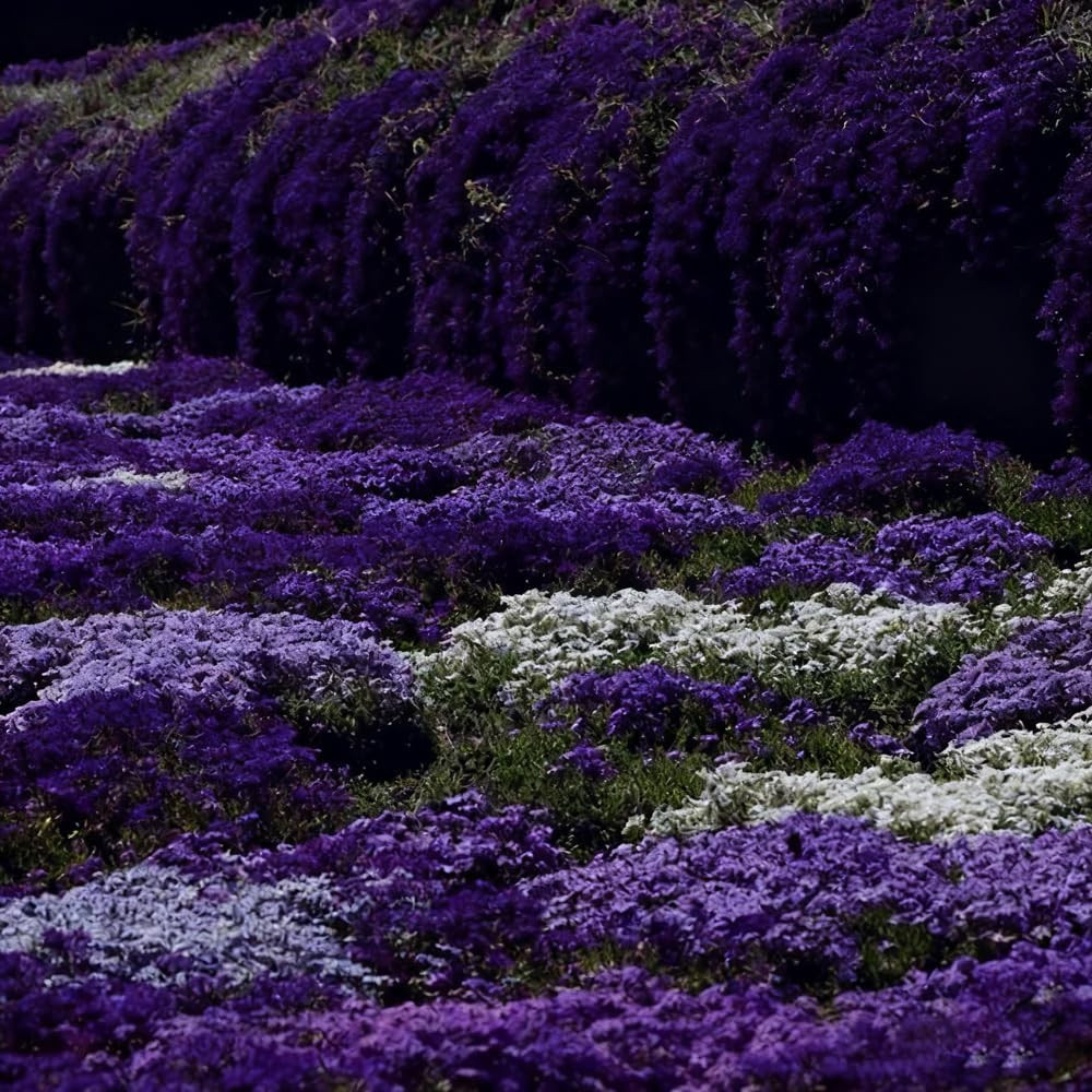 20000 Purple Creeping Thyme Seeds for Planting Outdoor,Creeping Phlox Ground Cov