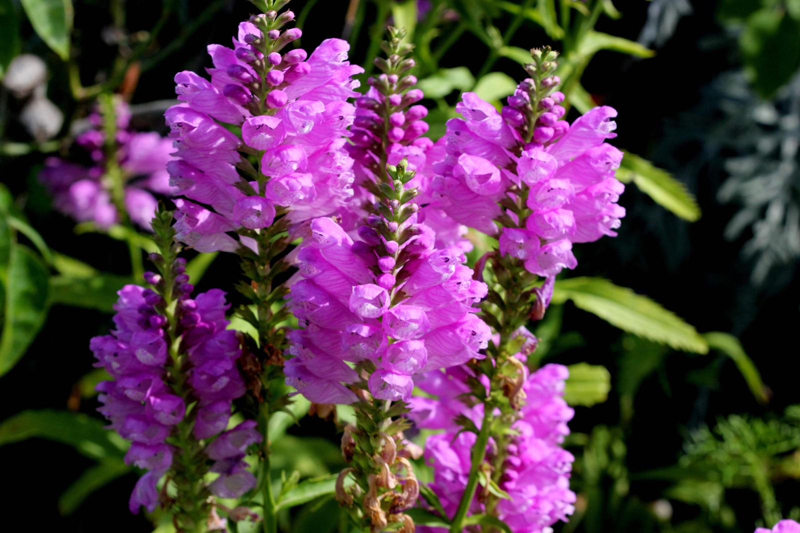 50 PINK Showy OBEDIENT PLANT False DragonHead Physostegia Virginiana Flower Seed