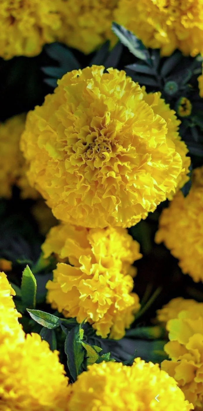 Mary Helen Yellow African Marigold Seeds – For 2025 Planting Big Beauty Flower
